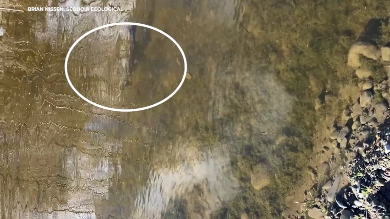 Salmon spotted in Bay Area creek, marking return for 1st time in decades after restoration project