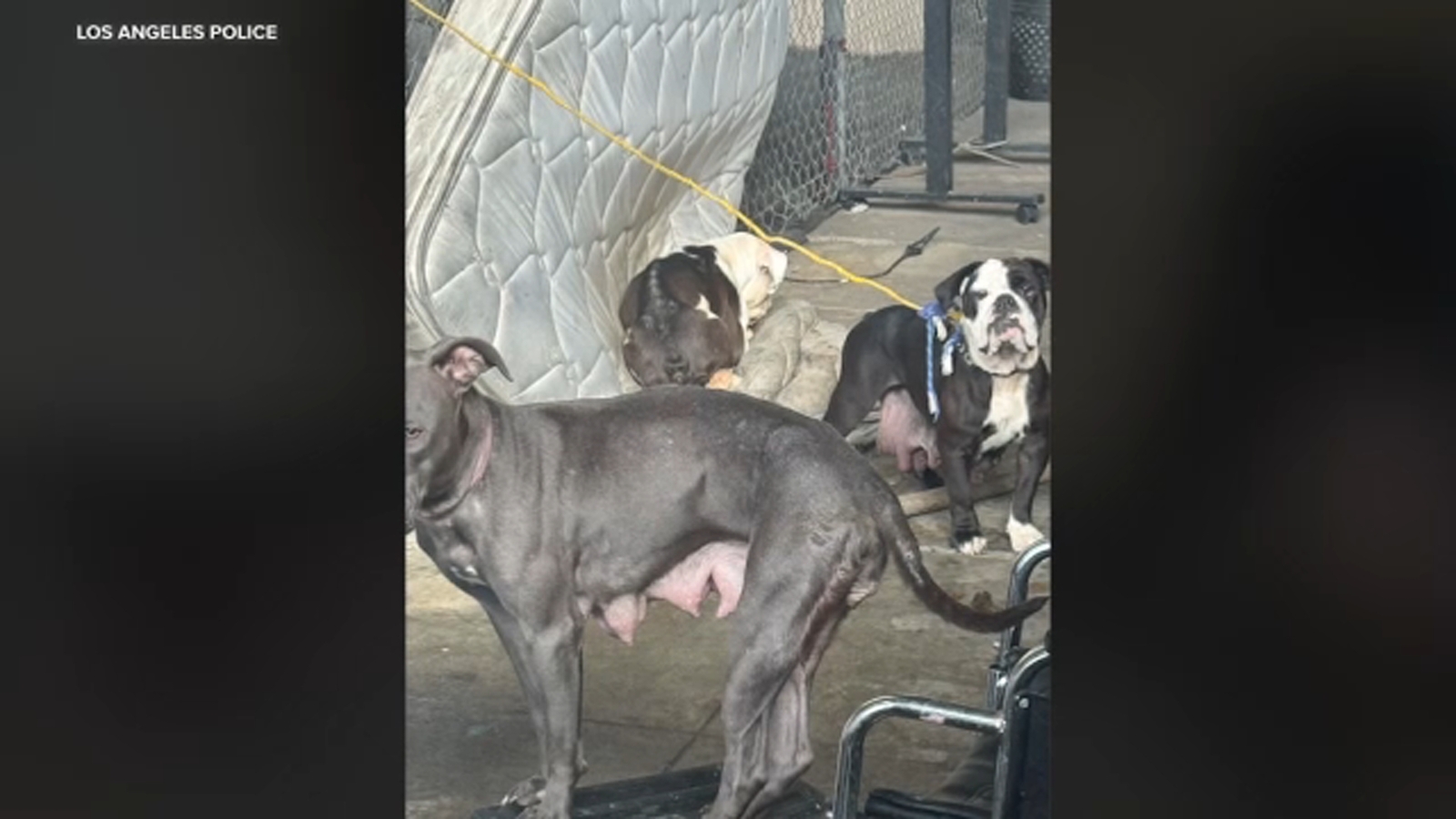 New Los Angeles city program aims to rescue dogs on Skid Row