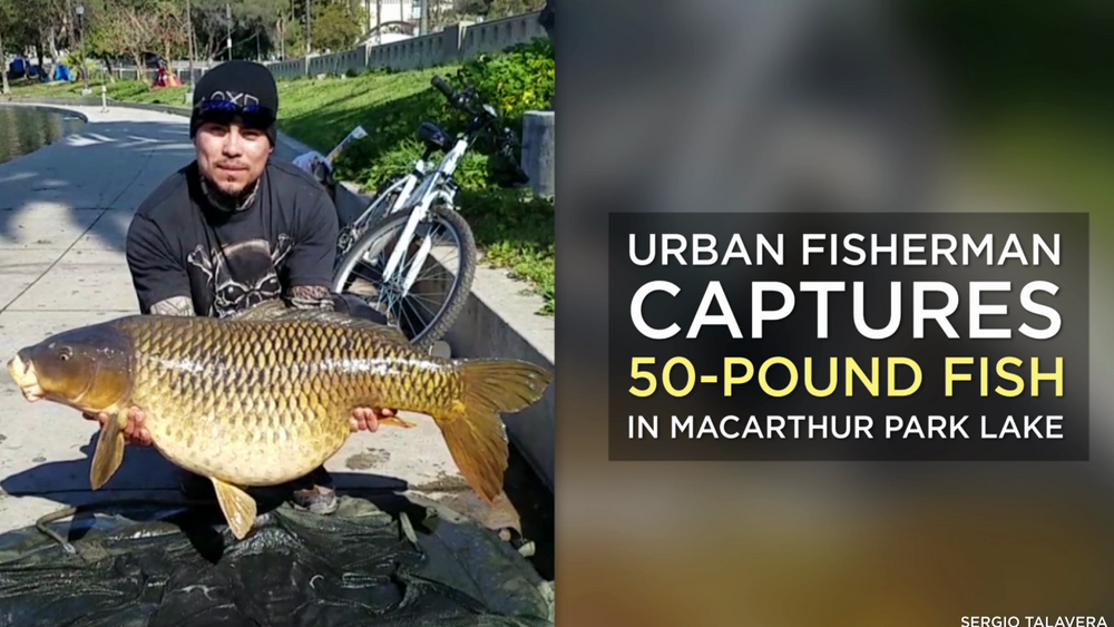  Fisherman catches 50-pound fish in MacArthur Park