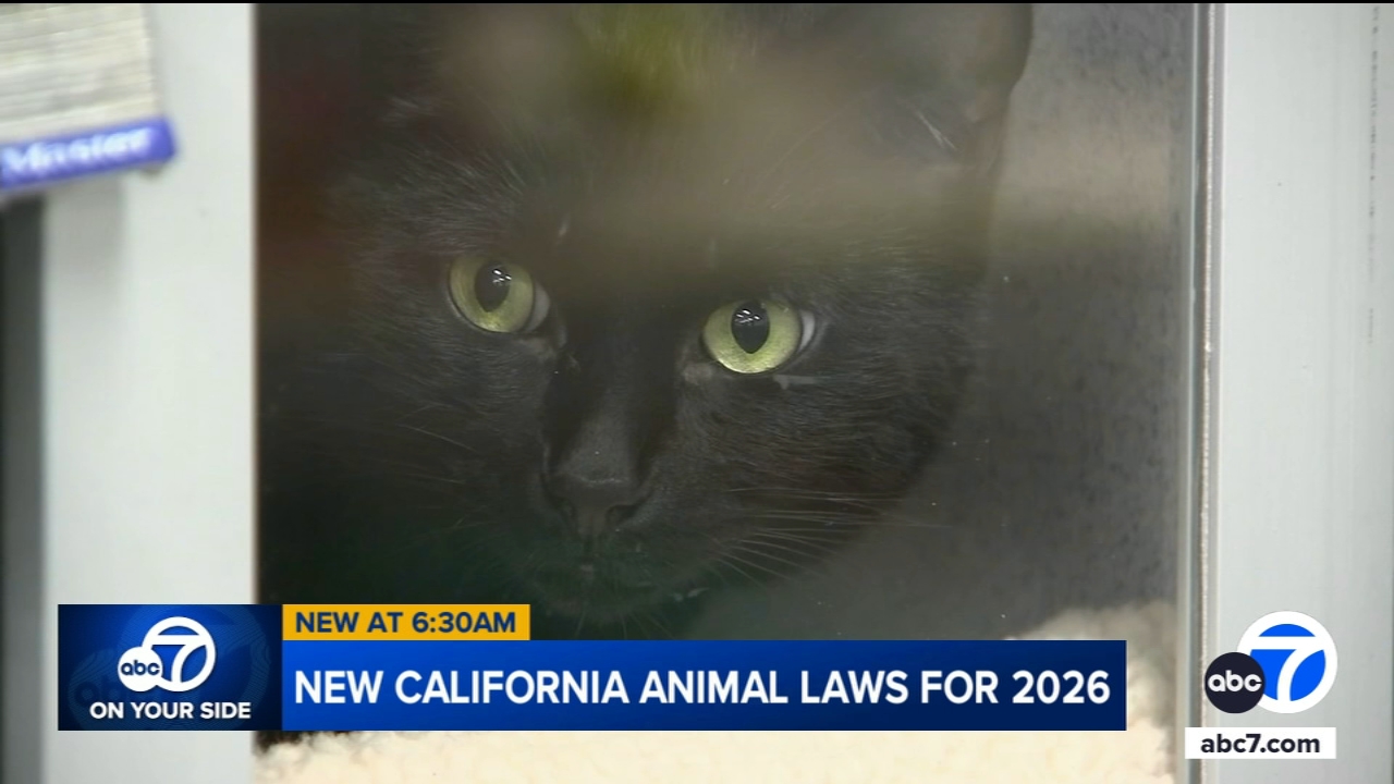 California legislative ban on cat declawing, crackdown on puppy mills set to take effect in 2026