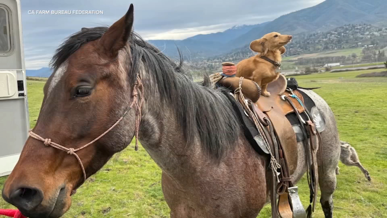 Willy rides atop a horse in this photo from the California Farm Bureau Federation.