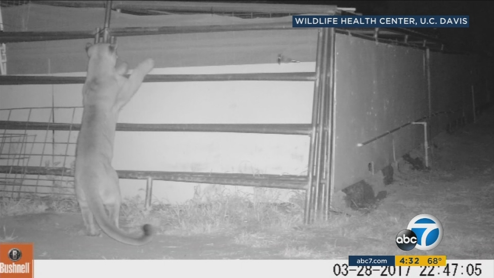 Trabuco Canyon residents on alert about prowling mountain lion