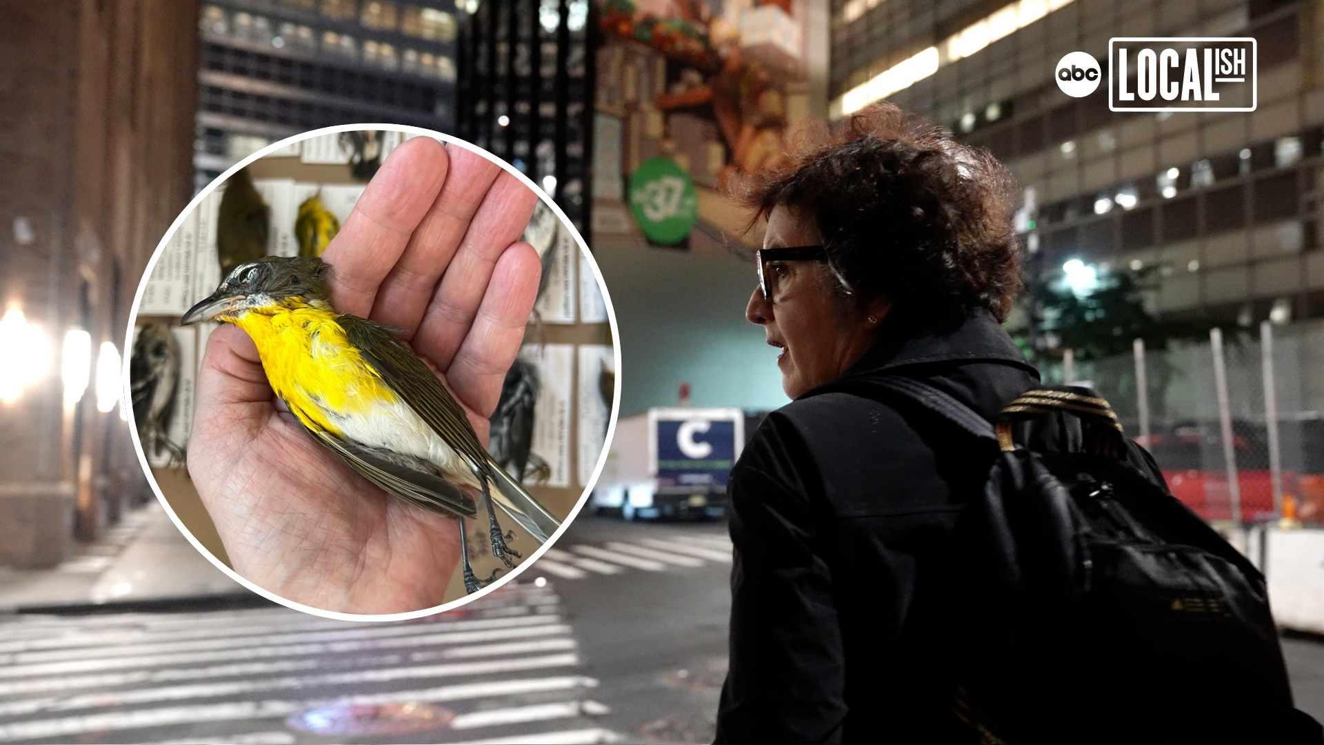 On the frontlines of the fight for a bird-friendly NYC - ABC7 Los
