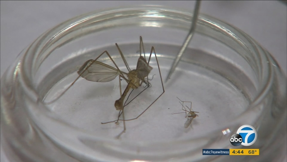 Big rains bringing out mosquitoes in SoCal