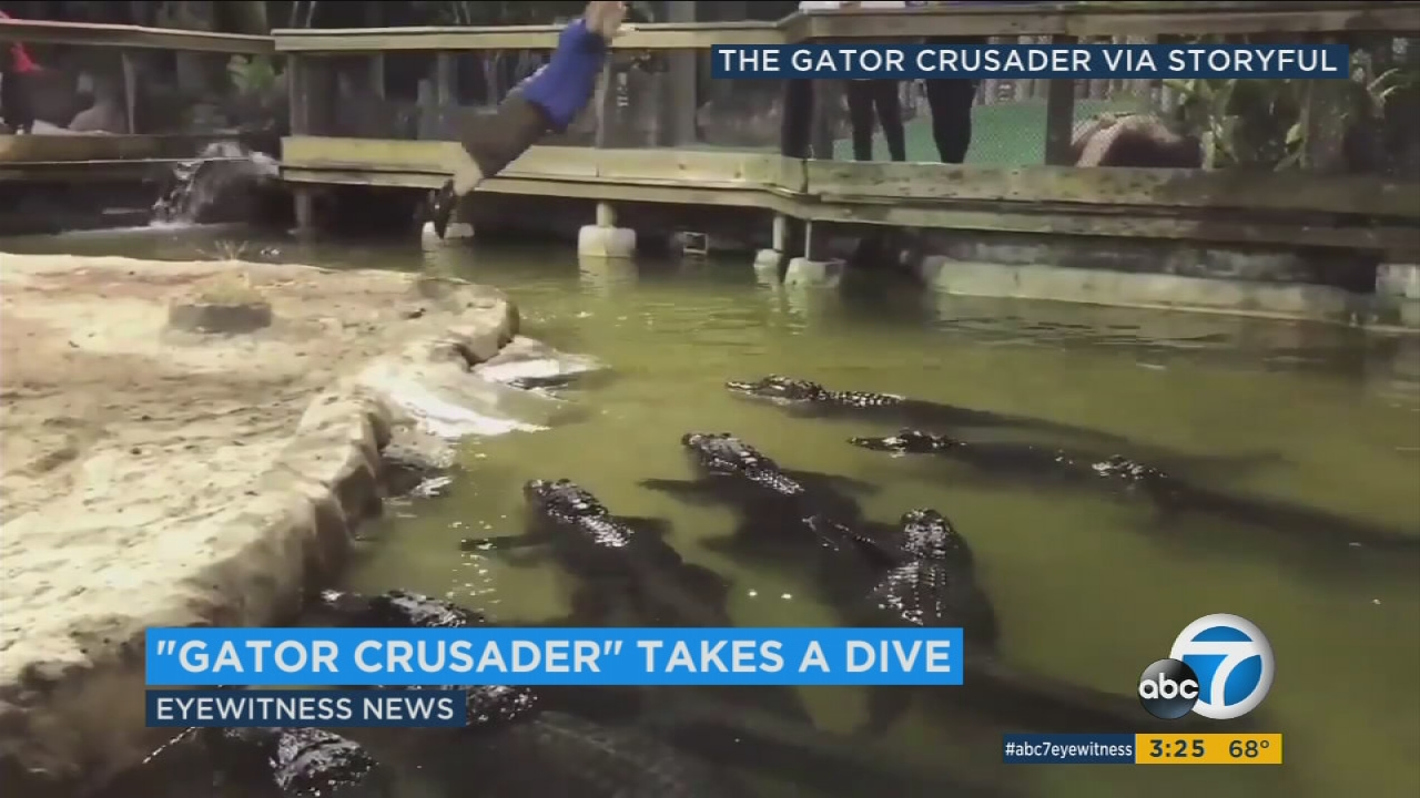 Man dives headlong into pool filled with alligators