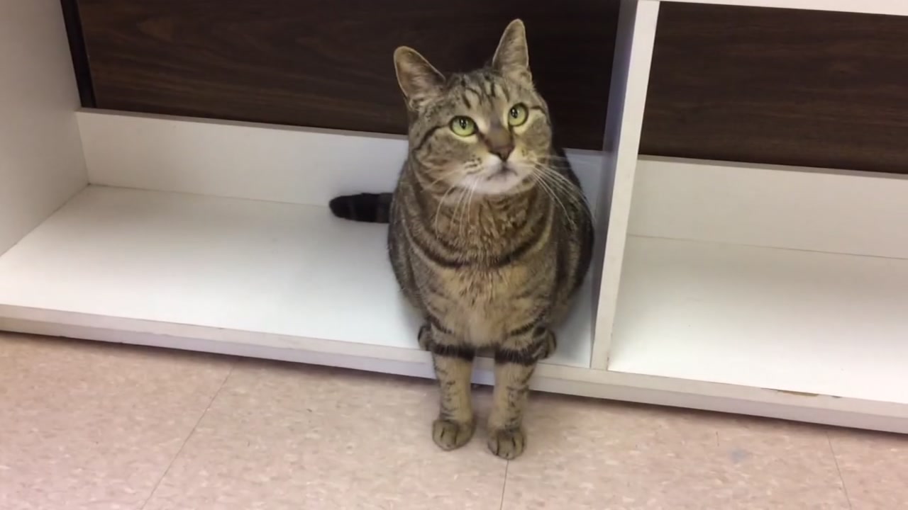 Missing California cat turns up 4 years later in Canada