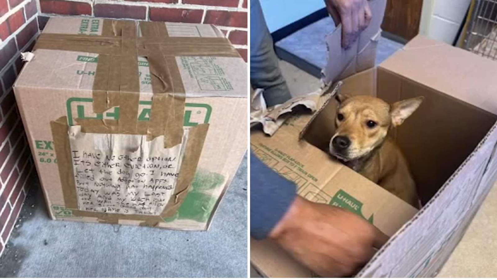 Puppy found sealed in box outside Pennsylvania SPCA now awaits adoption