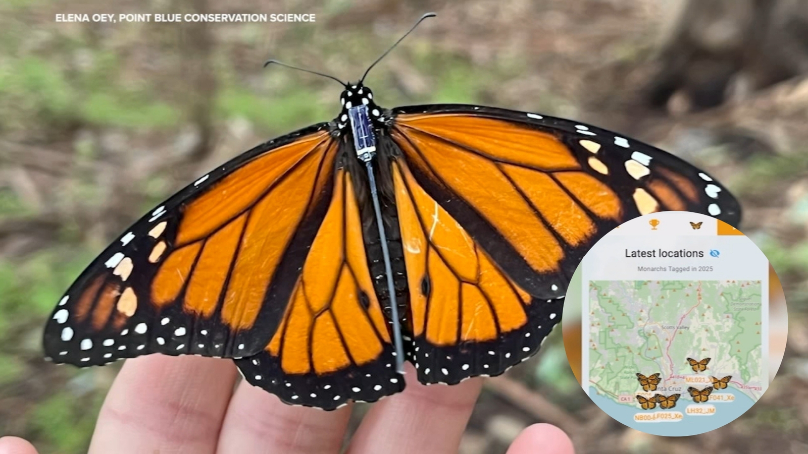 Tiny tracker following monarch butterflies during California migration