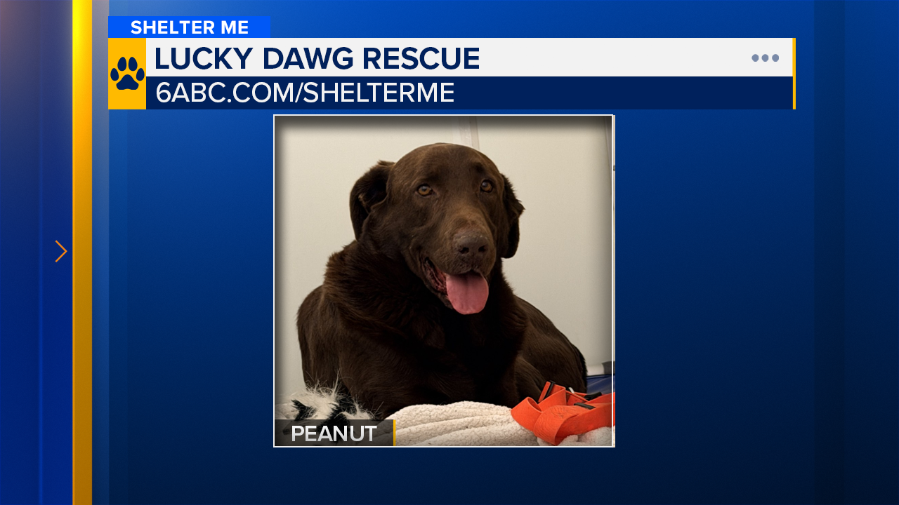 Shelter Me: Peanut from Lucky Dawg Animal Rescue in Chester County, Pa.
