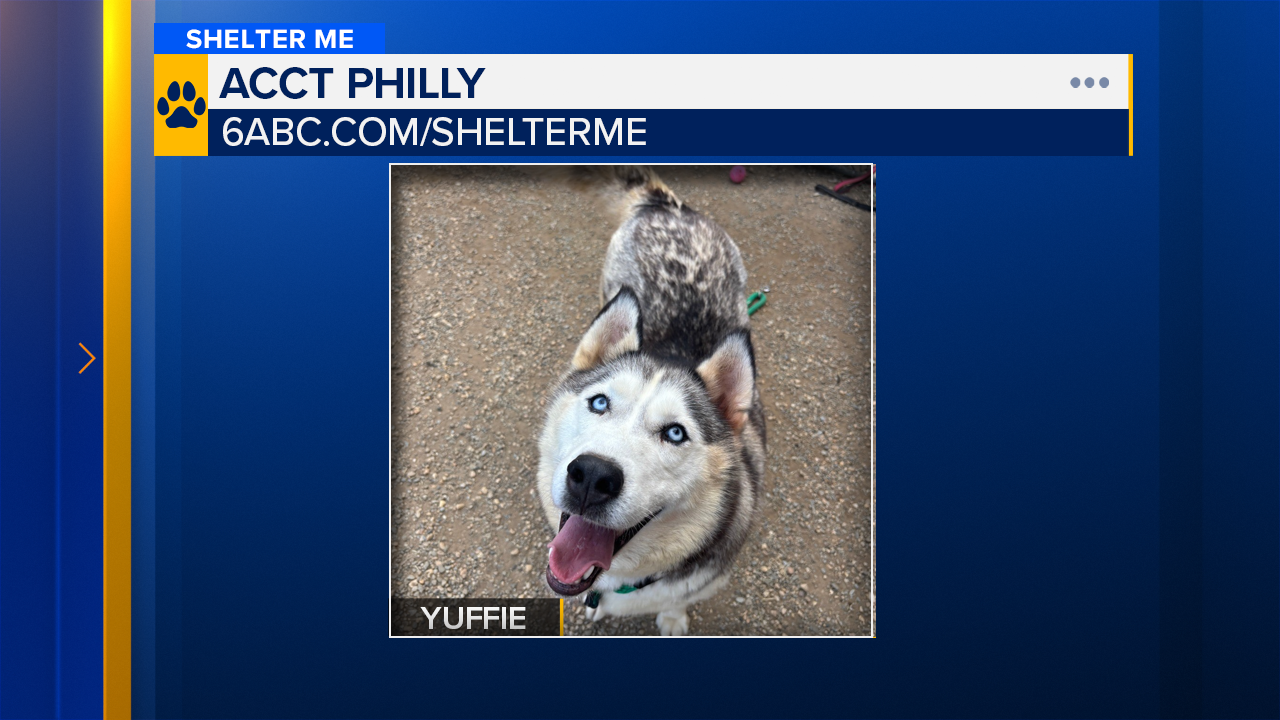 Shelter Me: Yuffie from ACCT Philly in Philadelphia, Pa.