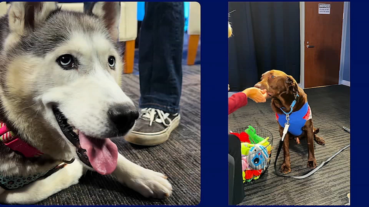 Shelter Me: Meet Peanut from Lucky Dawg Rescue and Yuffie from