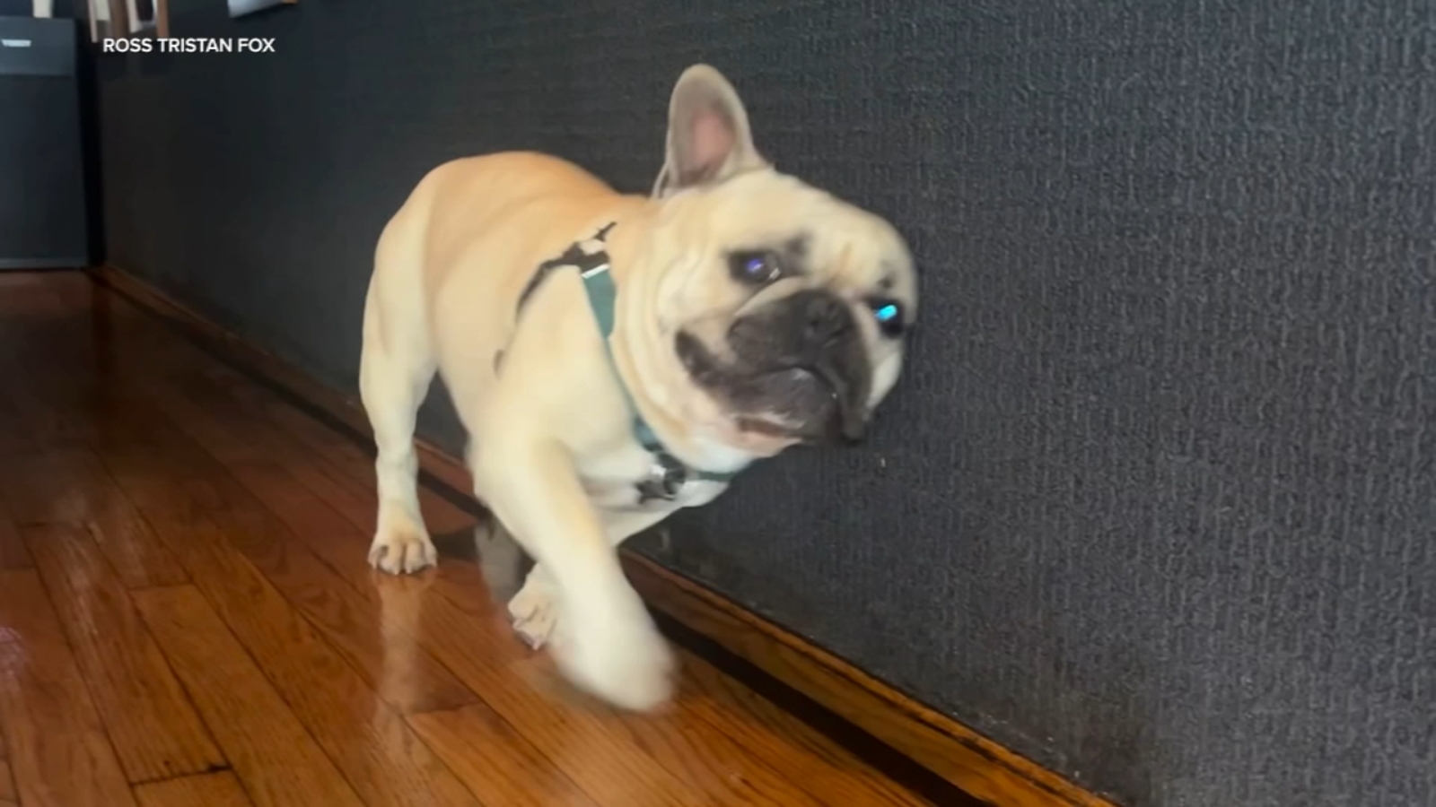 Beloved French bulldog stolen while on nighttime walk in SF's Castro District
