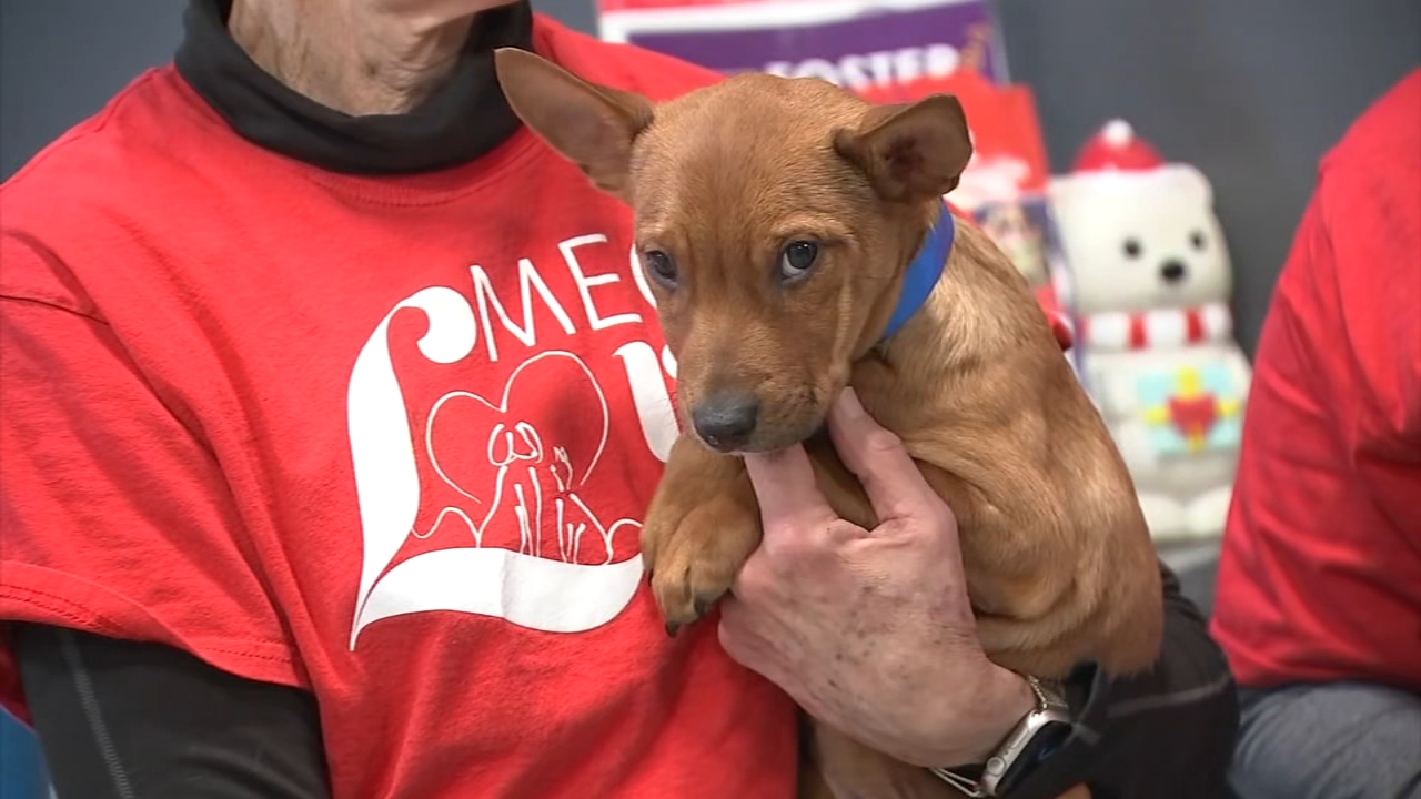 Brandywine Valley SPCA holding Mega Adoption event