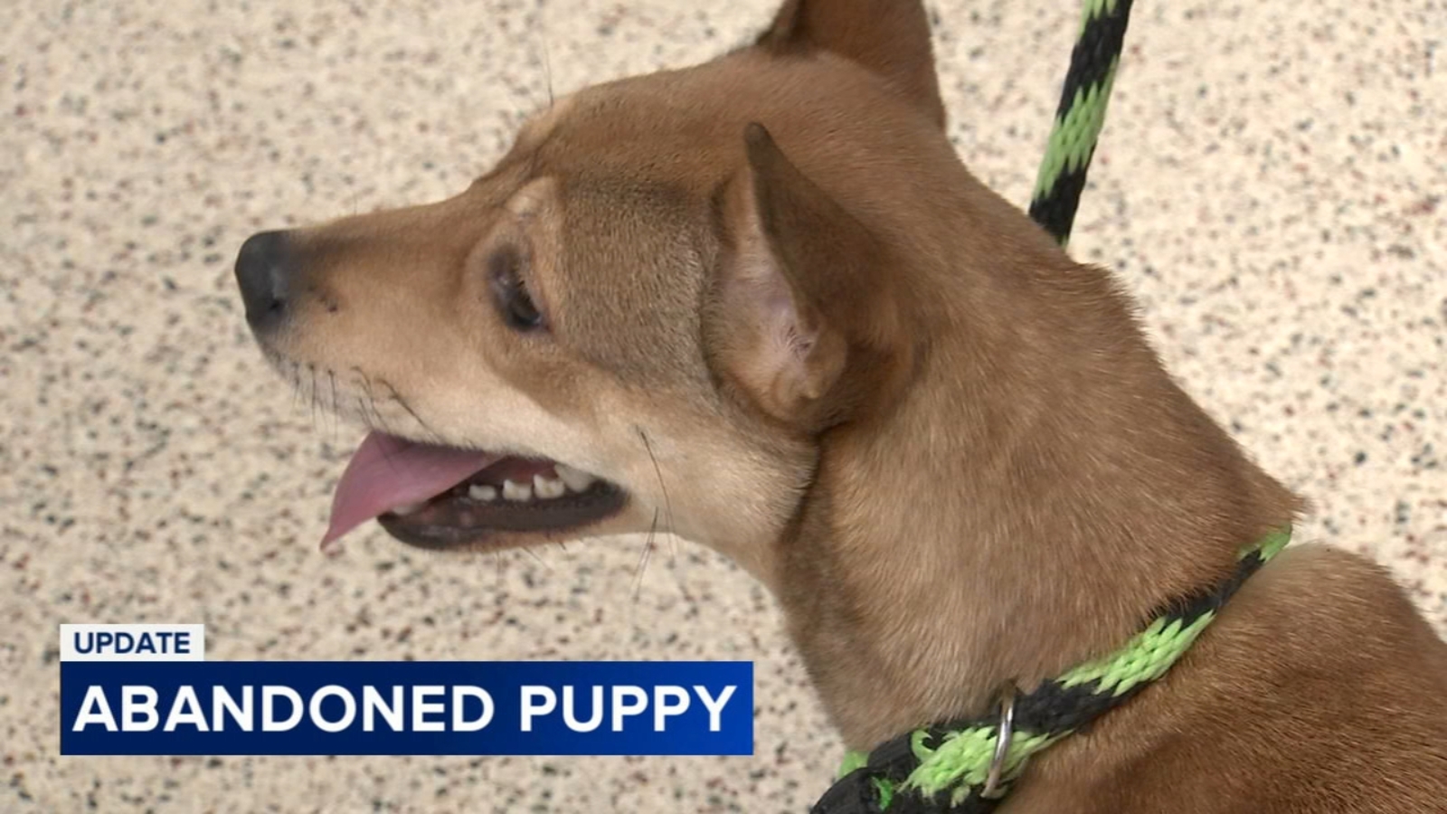 Tangi adopted: Puppy left sealed in box outside Pennsylvania SPCA finds ...