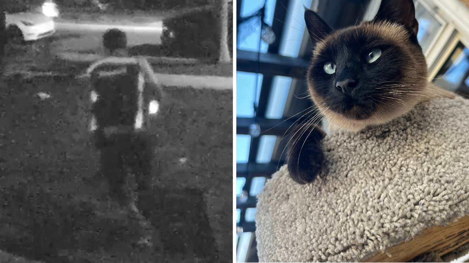 Lakewood woman claims Amazon driver stole her cat Piper while dropping off package Lakewood woman claims Amazon driver stole her cat Piper while dropping off package