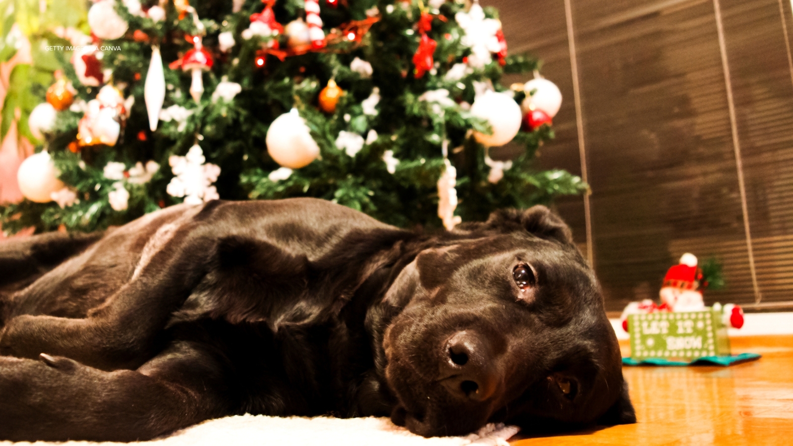 Being mindful of pets with holiday decorations