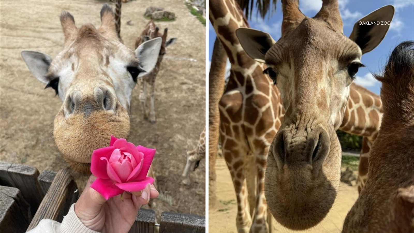 Oakland Zoo mourning the loss of beloved giraffe Zawadi: 'Our brave, sweet boy'