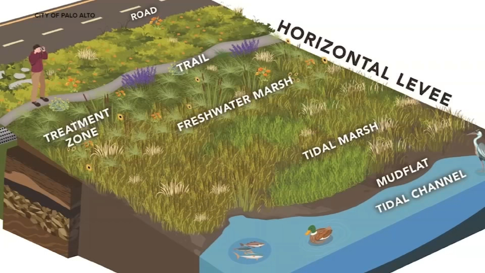 'Living' levee in Palo Alto Baylands aims to solve multiple problems with one-of-a-kind solution