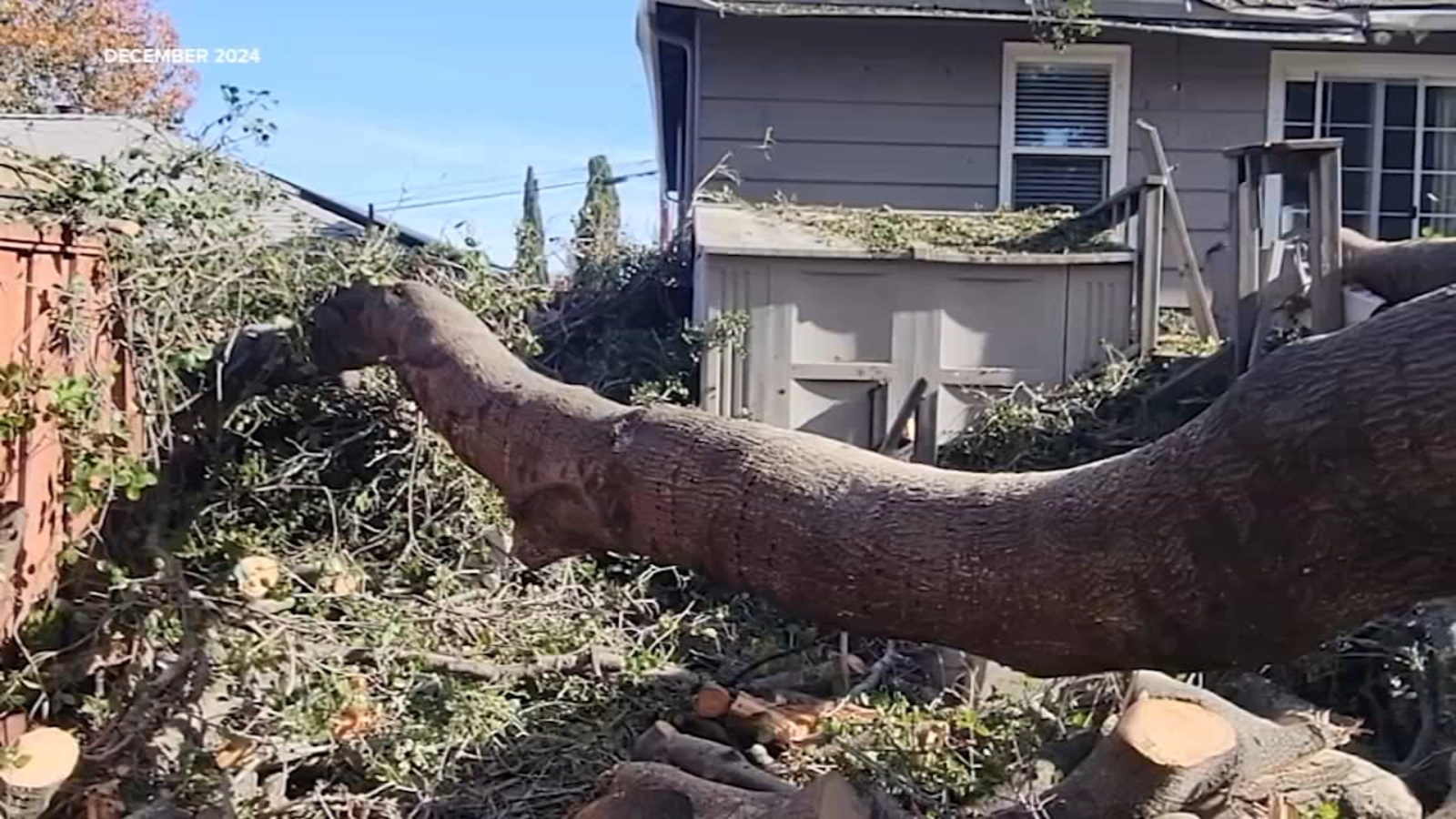 'Massive boom!': What to do if neighbor's tree falls on your house, yet insurance denies your claim?
