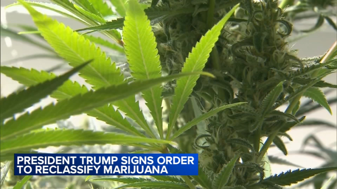 Trump signs executive order that would reclassify marijuana as less dangerous drug