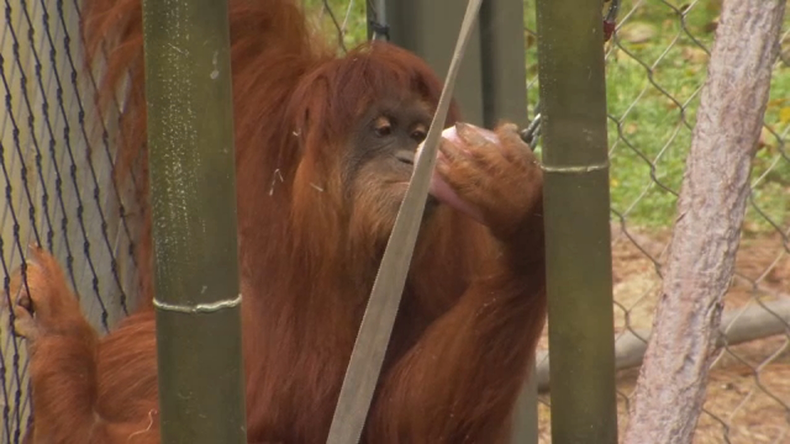 Fresno Chaffee Zoo celebrates orangutan N'Dari's 15th birthday with treats