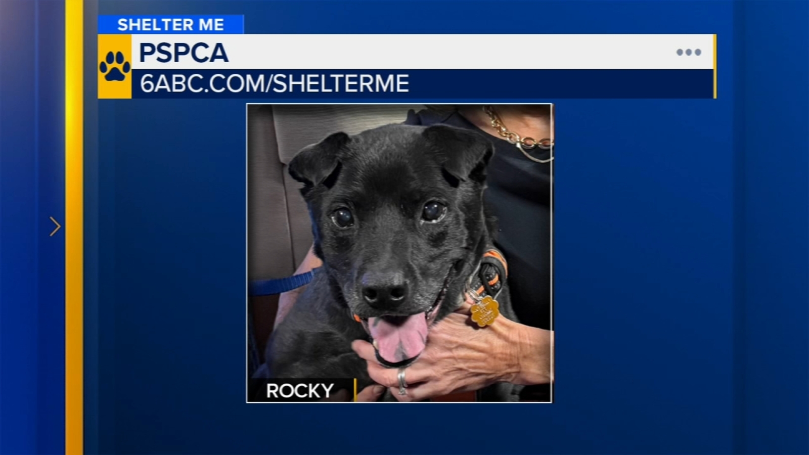 Shelter Me: Meet Rocky from the Pennsylvania SPCA