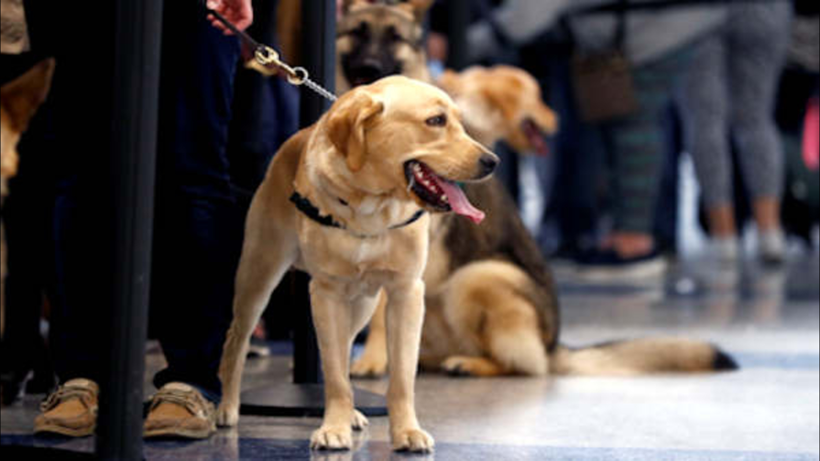 Newark Airport goes to the dogs, hosting guidedog training for puppies ABC7 New York