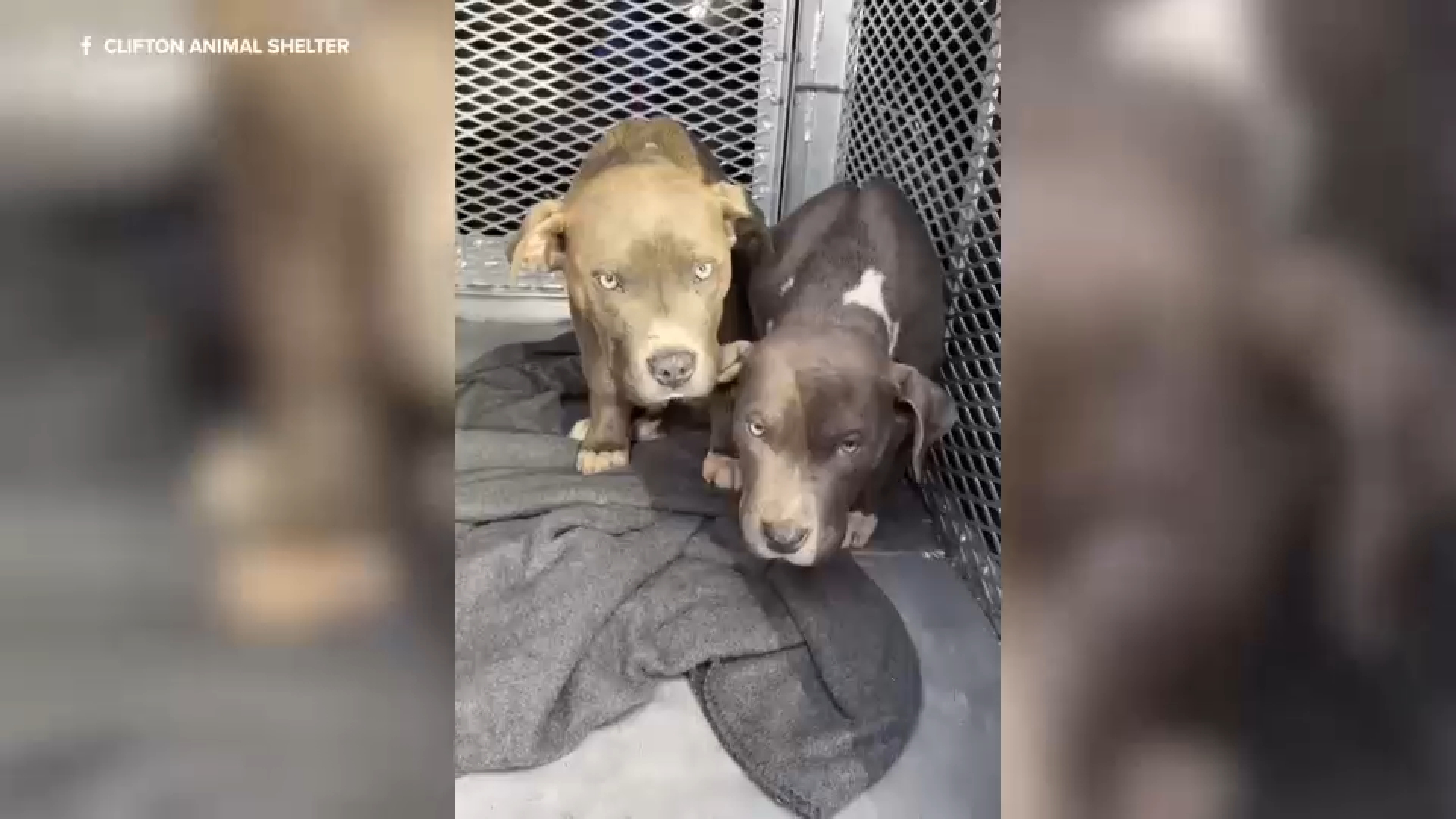 Clifton Animal Control searching for woman who threw puppies out of moving car