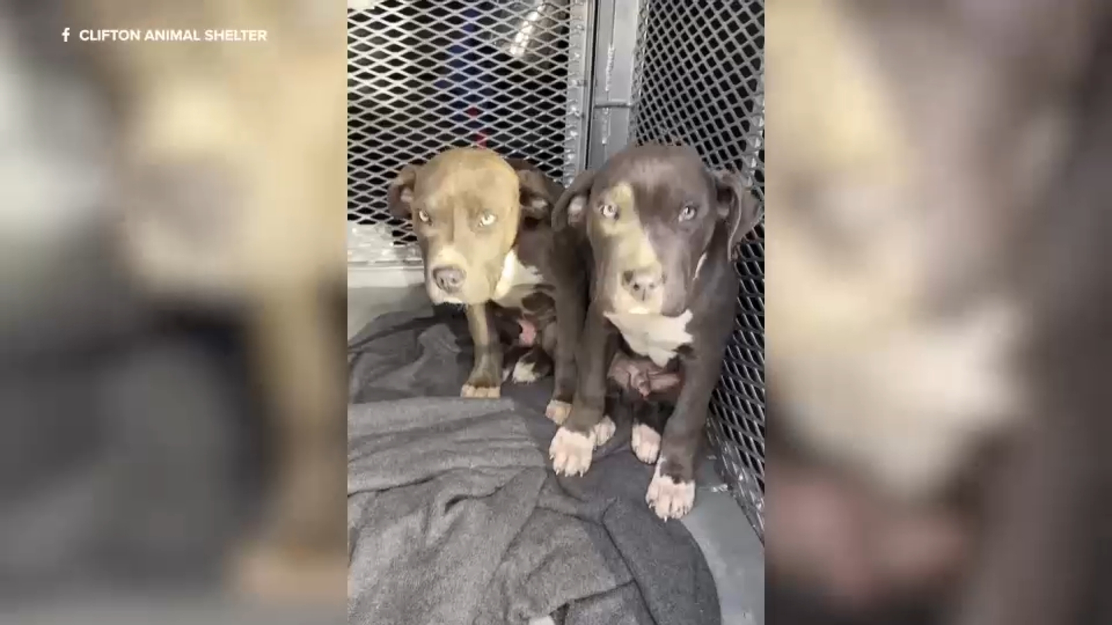 Animal control searching for woman who threw 3 puppies out of car in Clifton, New Jersey