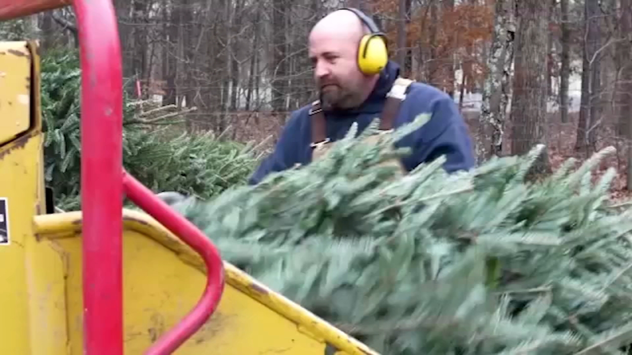 Christmas tree recycling begins in Wake County
