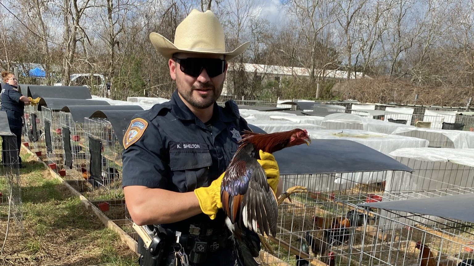 Images posted by HCSO on social media show several deputies removing roosters from wire cages.