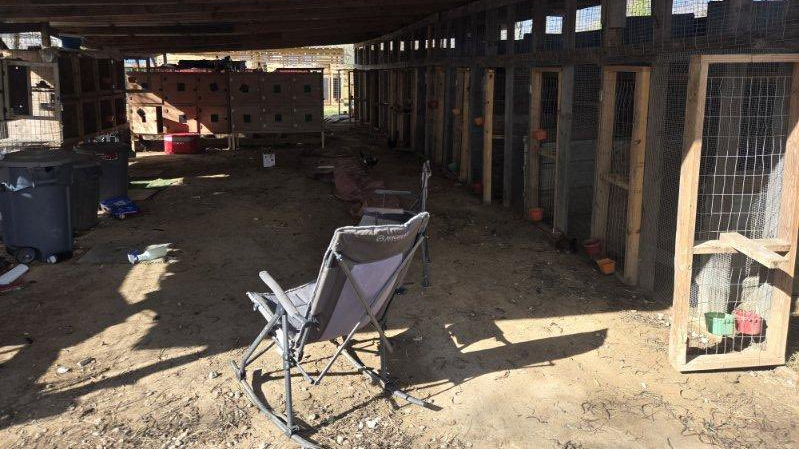 Images posted by HCSO on social media show several wire cages on the property.