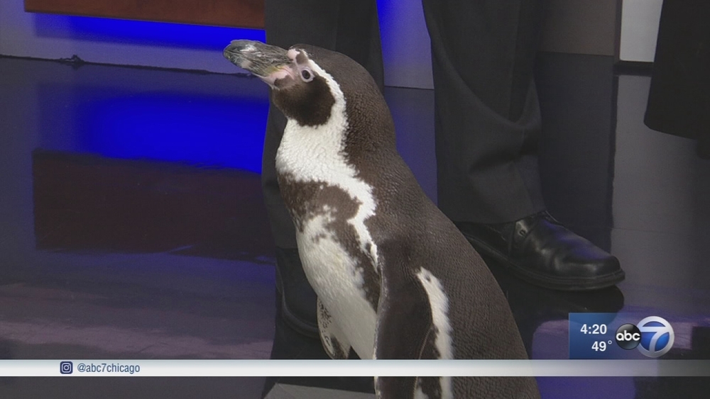 Brookfield Zoo animals say goodbye to Frank Mathie