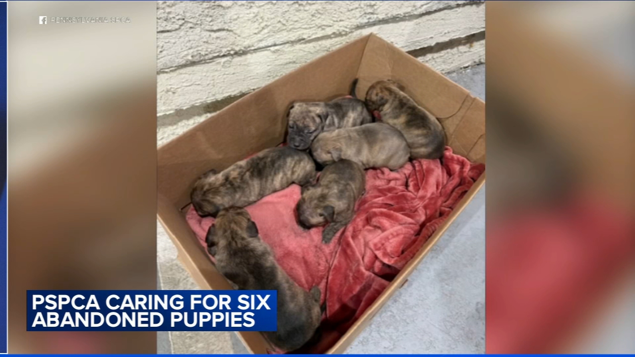 Pennsylvania SPCA caring for puppies left in Center City parking lot