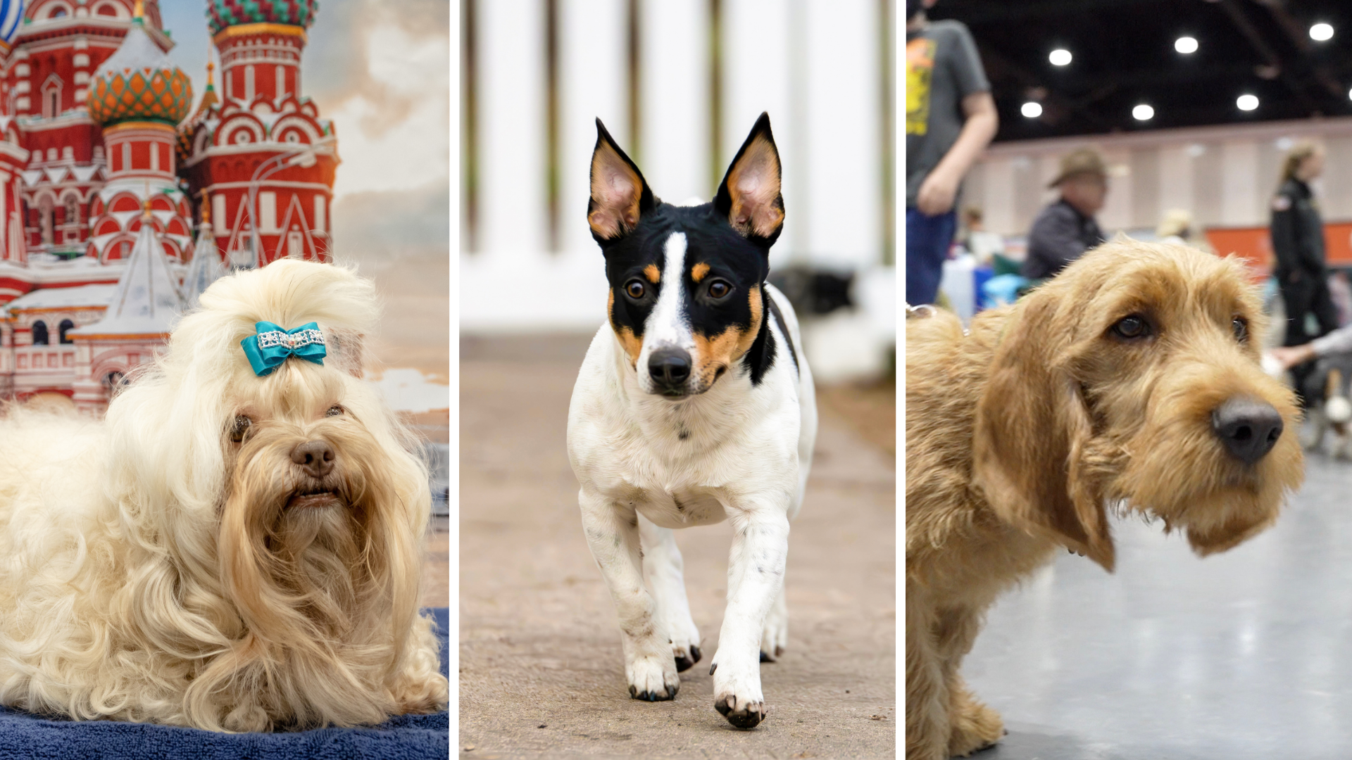 This split image shows a Russian Tsvetnaya Bolonka, left, a Teddy Roosevelt Terrier, middle, and a Basset Fauve De Bretagne, right.