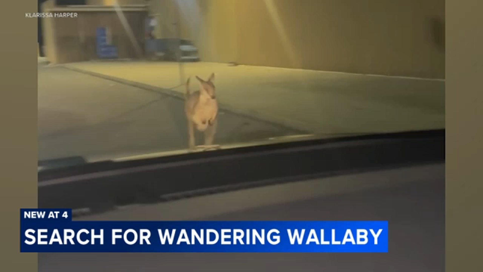 Wallaby named Rex escapes Williamstown petting zoo, spotted near shopping center