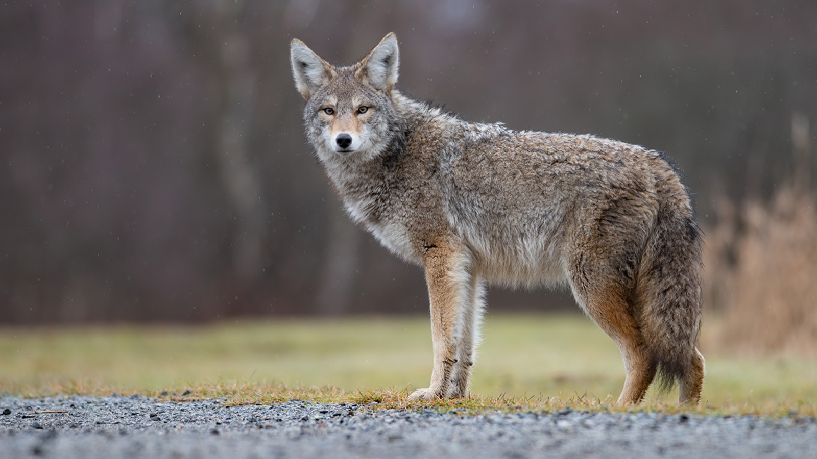Pennsylvania Game Commission searching for coyote that injured man in Chester County