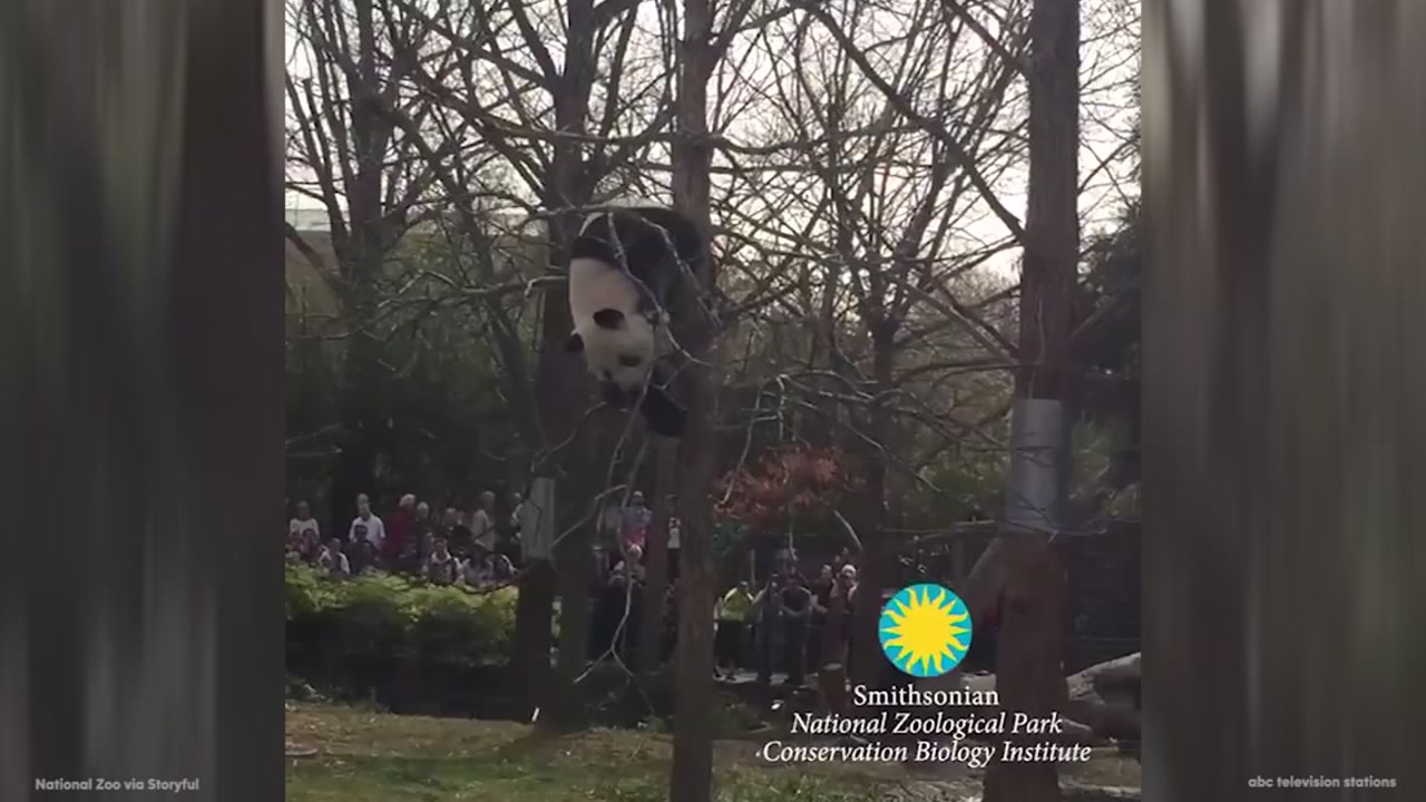 National Zoo panda Tian Tian climbs a tree