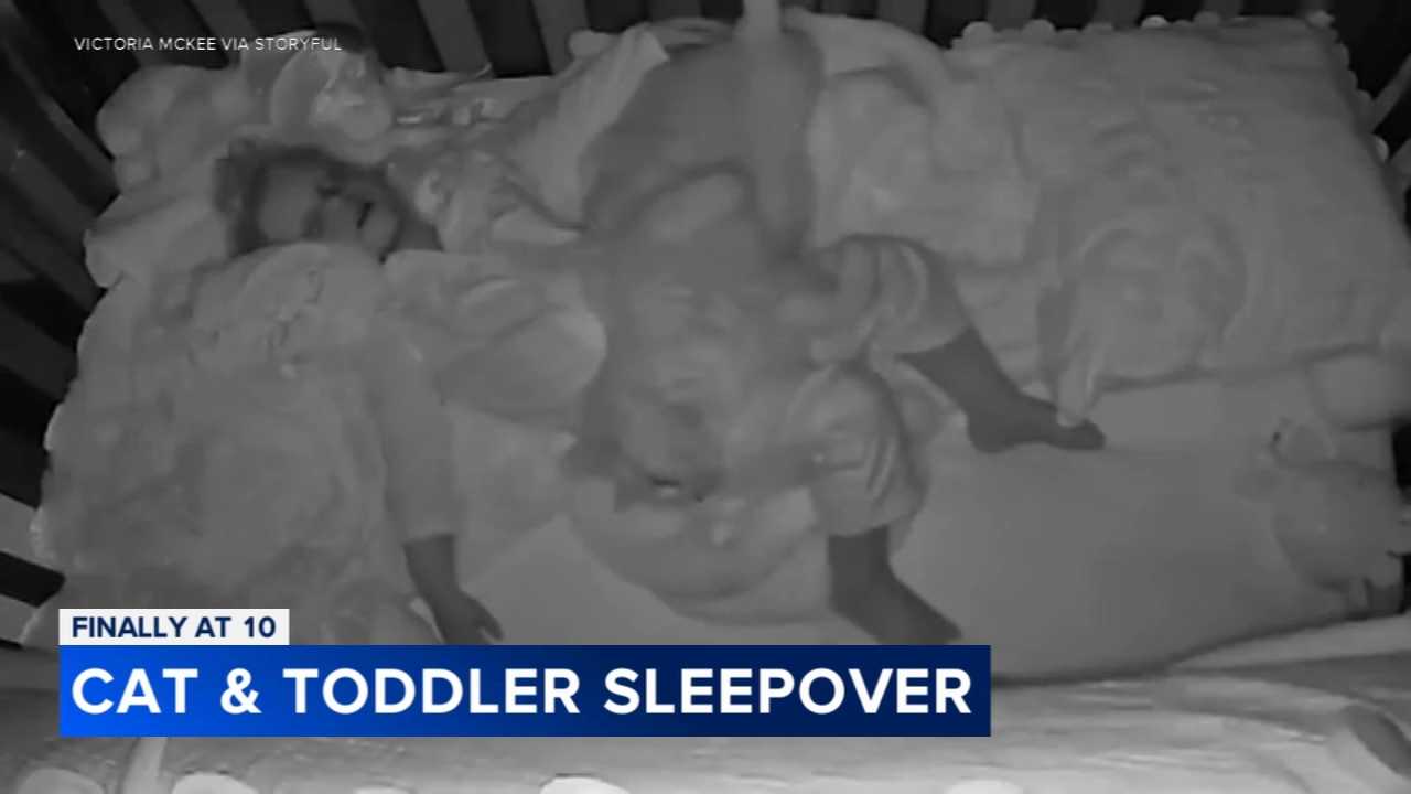 Cat enjoys 'best slumber party ever' in toddler's crib