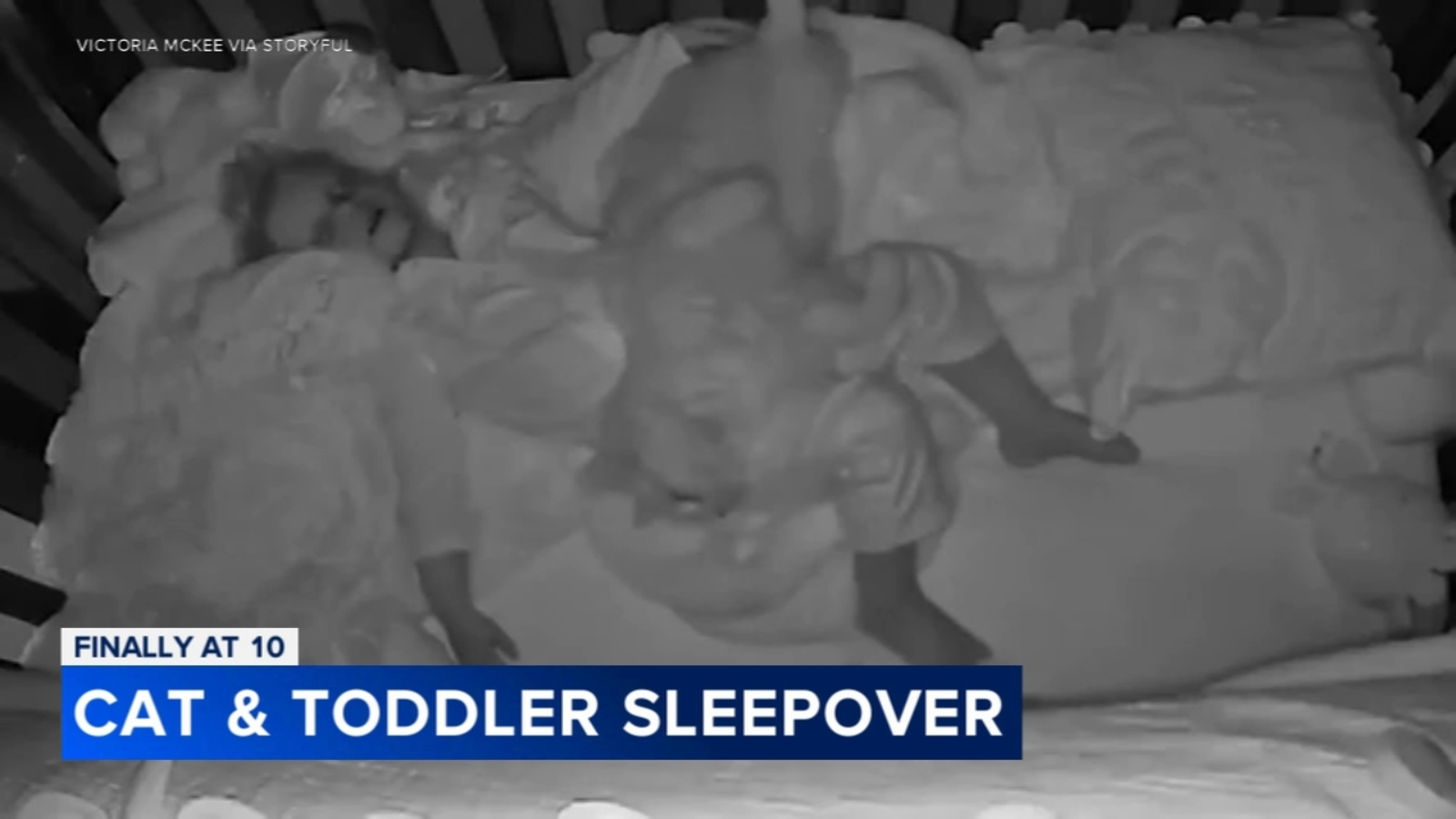 Cat enjoys 'best slumber party ever' in toddler's crib - 6abc Philadelphia