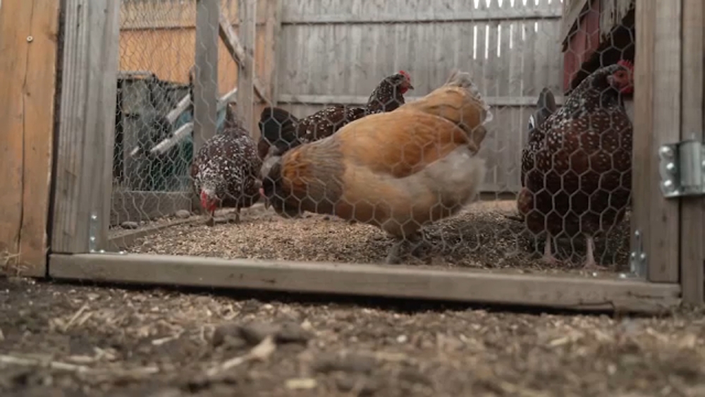Avian flu case found in Franklin County chicken flock