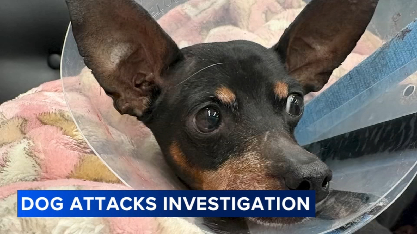 Center City pit bull attacks leave dogs injured; woman in custody