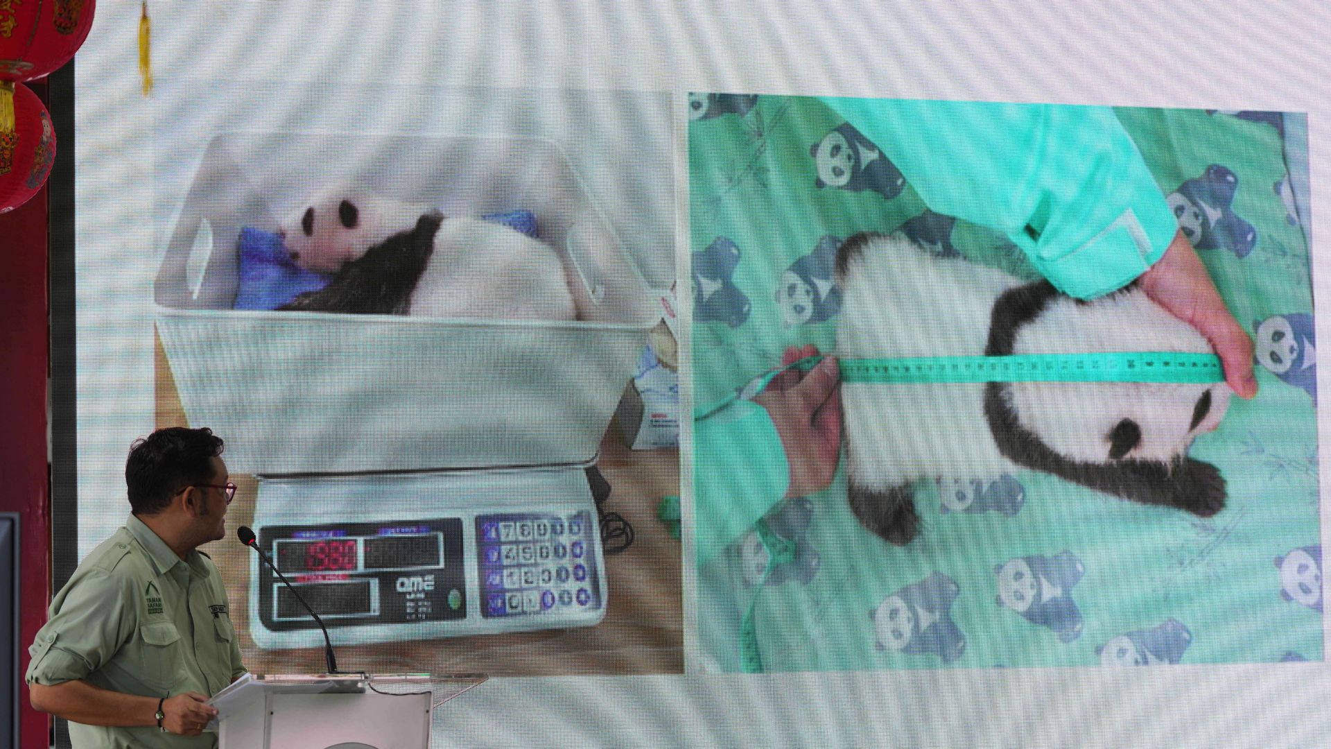 Images of Satrio Wiratama, nicknamed 'Rio', the first giant panda cub born in Indonesia displayed on a screen during a press conference Indonesia, Tuesday, Jan. 6, 2026.