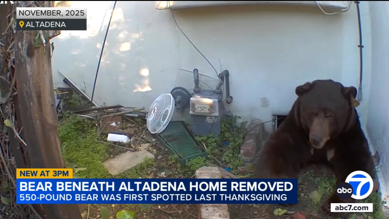 Bear removed after living underneath Altadena home for months