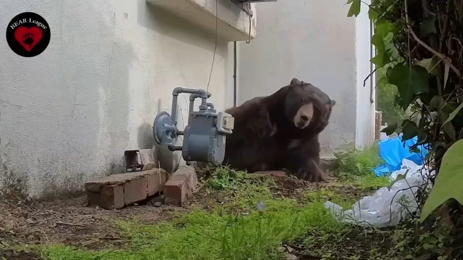 Bear removed after living underneath SoCal home for months