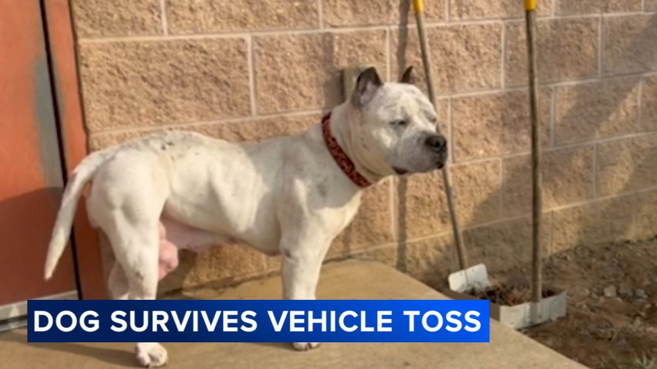 Dog allegedly thrown from moving car; $5,000 reward offered for suspect