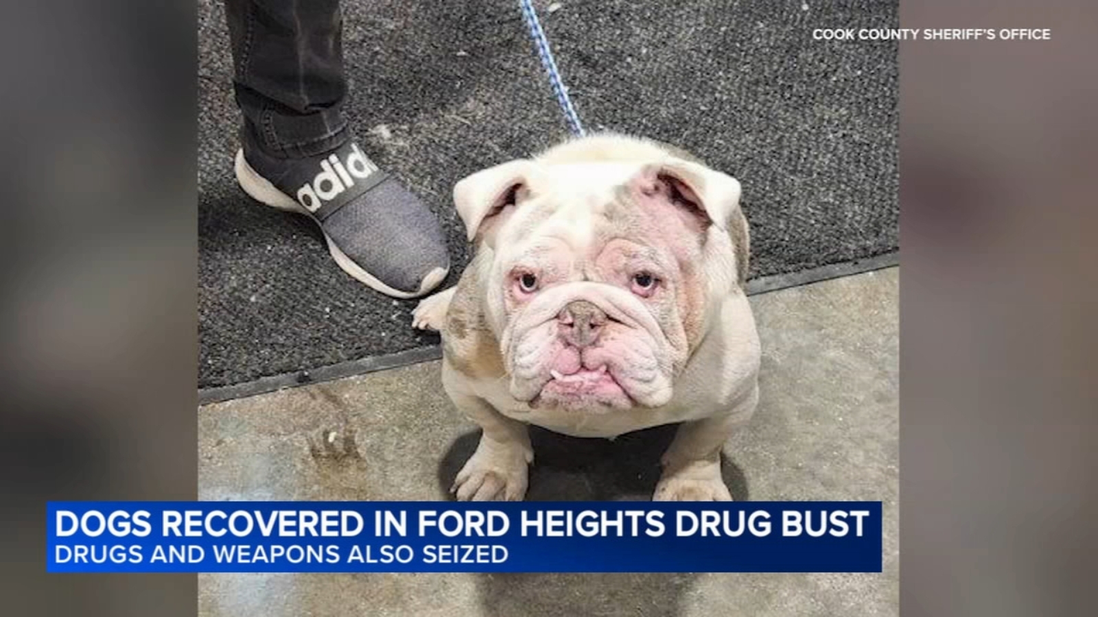 Investigators seize 18 dogs and puppies during Ford Heights drug bust