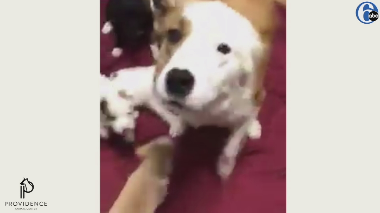VIDEO: Dog and pups reunited, now at local shelter