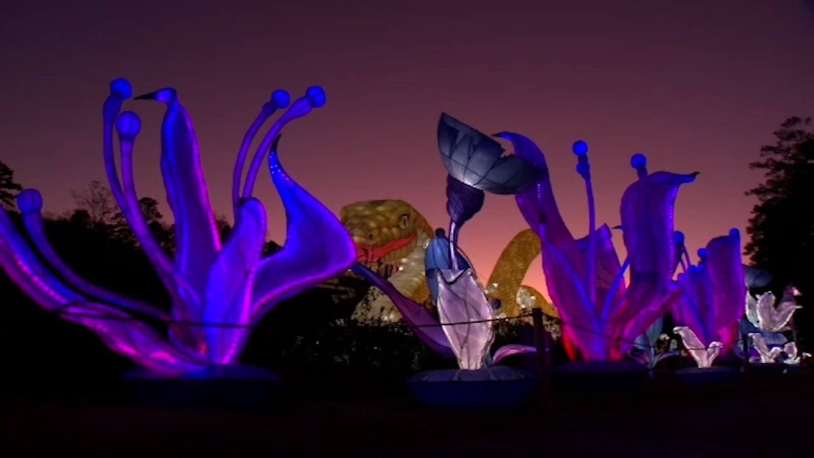 Chinese Lantern Festival in Cary wraps up another record-breaking season