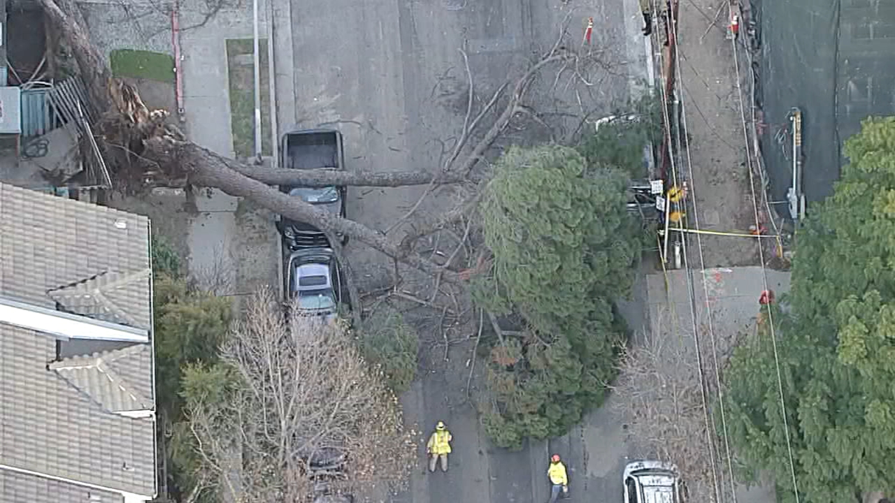 Massive tree falls on top of truck, blocks off street in Pacoima neighborhood